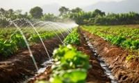 جهش عمرانی در کشاورزی بوشهر/ توسعه آبیاری نوین و احیای قنوات در دستور کار است
